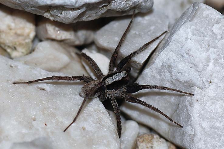 Alopecosa sp.; Xerolycosa sp.